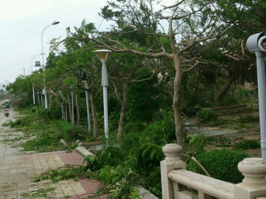 龍舟池畔,莫蘭蒂臺(tái)風(fēng)過(guò)后景象_集美龍舟池