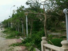 龍舟池畔,莫蘭蒂臺(tái)風(fēng)過(guò)后景象_集美龍舟池