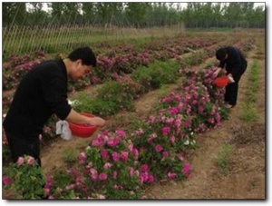 宋友紅農莊_武夷山宋友紅農莊_宋友紅農莊