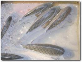 永定水鄉(xiāng)漁村山莊 (6)_永定水鄉(xiāng)漁村山莊