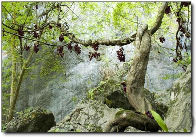 將樂(lè)天階山森林公園 (1)_將樂(lè)天階山森林公園