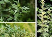 閩南端午習俗-薰燒艾葉、蒼術、蟬蛻