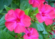 福建閩南七夕習俗采摘胭脂花