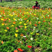 逛鷺島最新推薦廈門周邊踏春賞花攻略專題