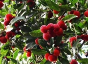 逛鷺島最新推薦不負等待，楊梅正當時,到漳浦唯綠農場采摘楊梅