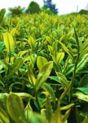 【周日旅行】五月踏青話生涯