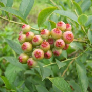 來(lái)場(chǎng)樹(shù)枝到舌尖的美食旅行吧