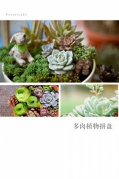 城市活動(dòng)︱多肉植物拼盤DIY