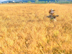 武夷南麓最美收割之旅，這個國慶，共游山水，共體秋收，共享農(nóng)樂！