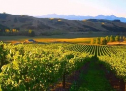 發現純凈的新西蘭——新西蘭葡萄酒第一級認證課程