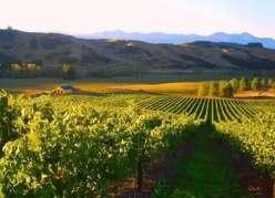 發現純凈的新西蘭——新西蘭葡萄酒第一級認證課程