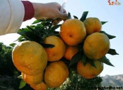 【秋游采摘】11月26/27，百丈巖-蓬萊仙境，永春摘蘆柑泡溫泉一日游