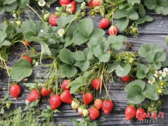 【賞花采摘】十里藍山花海+古重山金黃油菜花+采摘草莓