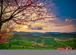 【不用去日本也能賞櫻花啦】至永福櫻花園一日互動