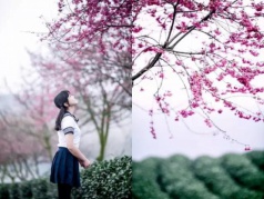 櫻花綻放之日，約定歸來之時