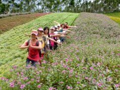 清明踏青|古山重賞桃花，瑪琪雅朵花海一日互動(dòng)