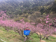 99元，九溪廬第三屆桃花節(jié)！品中華第一冷泉魚，賞十里桃花一日游