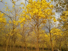 【周八】邂逅黃花風玲木+白鷺森林公園攝影+品農家餐休閑一日游