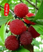 【端午特惠88元/人】——浮宮采摘楊梅一日互動