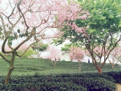 【特價(jià)95】1月2728號(hào)兩期永福賞最美櫻花