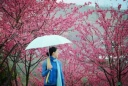 櫻花艷遇！品農(nóng)家樂~賞櫻花~攝影~戶外踏青，漳平永福櫻花浪漫一日游